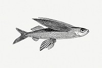 Vintage fish clipart, illustration psd. Free public domain CC0 image.