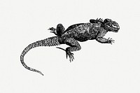Iguana clipart psd. Free public domain CC0 image.