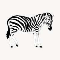 Zebra illustration. Free public domain CC0 image.