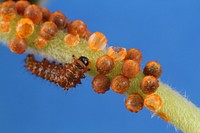 Battus philenor. Pipevine swallowtail eggs hatching. Public domain image by Julia Suits, Produced as part of the Insects Unlocked Project at The University of Texas at Austin. Original public domain image from Flickr