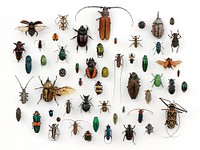 Assorted Coleoptera in the University of Texas Insect Collection