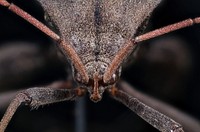 Acanthocephala femorata