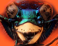 Six-spotted Tiger Beetle (Cicindela sexgutatta)Camp Swift, Bastrop Co., TexasMarch 2008Public Domain image by Christopher JohnsonPart of the "Insects Unlocked" ProjectUniversity of Texas at Austin.