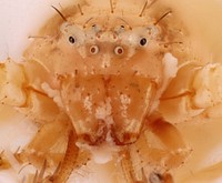 Unidentified Crab Spider, Anterior View (Family Thomisidae)Hornsby Bend Biosolid, Austin, Travis Co., TexasMay 29, 2013