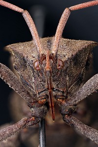 Acanthocephala femorataTexas: Travis Co.Austin, Brackenridge Field Laboratory17-x-2015coll. Alejandro Santillanadet. A. Santillana23-x-2015.