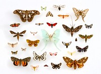 Assorted Moths (Lepidoptera) in the University of Texas Insect Collection. Public domain image; arrangement by Julia Suits; photograph by Alex Wild. Produced as part of the "Insects Unlocked" project at the University of Texas at Austin.