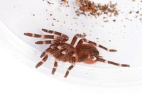 (Pet) Brazilian whiteknee tarantula (Theraphosidae, Acanthoscurria geniculata)Name: Loon. Owned by L. Roberts.