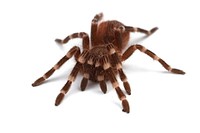 (Pet) Brazilian whiteknee tarantula (Theraphosidae, Acanthoscurria geniculata)Name: Loon. Owned by L. Roberts.