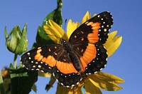 Bordered Patch (Nymphalidae, Chlosyne lacinia (Geyer))USA, TX, Travis Co.: AustinHornsby Bend Bird ObservatoryOctober 18, 2017.