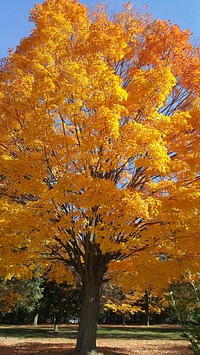 Autumn tree.