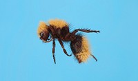 Dasymutilla aureola - velvet ant. Original public domain image from Flickr