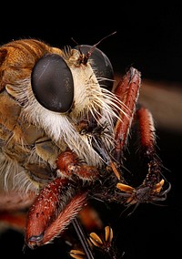 Promachus hinei - Robber FlyUSA, TX, Brazoria County4 mi S West ColumbiaPublic domain image by Olivia Schmidt, produced as part of the Insects Unlocked project at the University of Texas at Austin.