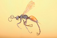 Ageniella arcuatusSpider Wasp (Pompilidae, Ageniella arcuatus)USA, Texas, Travis Co.: AustinBrackenridge Field LaboratoryT. Friedlander.