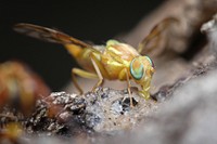 Mexican Fruit Fly (Tephritidae, Anastrepha ludens (Loew))Visiting a banana-beer feeder.USA, TX, Hidalgo Co.: MissionNational Butterfly CenterNovember 18, 2017.