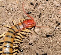 Common Desert Centipede (Scolopendra polymorpha) being attacked by defensive acrobat ants (Crematogaster sp.)USA, TX, Jeff Davis Co.: Fort DavisDavis Mountains Preserve 