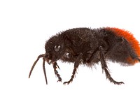 Velvet ant (Mutillidae)USA, TX, Lee Co.: ElginCrips & Montgomery propertyA. Santillana coll.