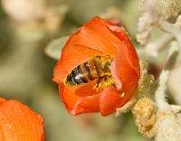 Honey bee (Apis mellifera) in flower.Bee covered in pollen in flowerLady Bird Johnson Wildflower CenterAustin, TX, USAMarch 27, 2016.