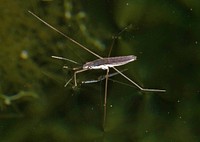 Water strider (Heteroptera; Gerridae)USA, TX, Travis Co.: AustinBrackenridge Field Laboratory 