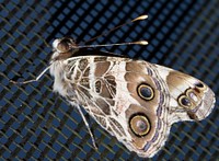 Butterfly on net (Lepidoptera)USA, TX, Travis Co.: AustinBrackenridge Field Laboratory 