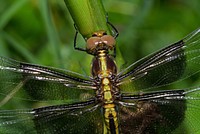 Freshly-emerged Widow Skimmer, juvenile male (Libellulidae, Libellula luctuosa)USA, TX, Gonzales Co.:Palmetto State Park 