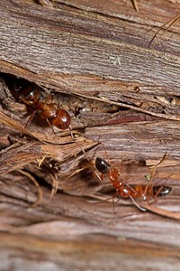 Carpenter Ant (Formicidae, Camponotus sayi)USA, TX, Travis Co.: AustinPease District Park 