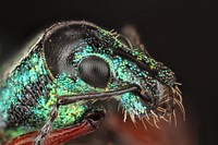 Exophthalmus sp.Weevil from Costa RicaFace of a weevil in Costa RicaCartago, Costa Rica Refugio Nacional De Fauna Silvestre TapantiJ.C. Abbott & D. Petr.