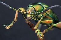 Frog-legged beetle (Chrysomelidae, Sagra buqueti)MOO 2, Nong Pa Khrang, Chiang Mai, ThailandJuly 2017 coll. J. N. Schlauch.