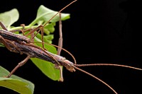 Northern Two-striped Walking stick (Pseudophasmatidae, Anisomorpha ferruginea)Male on back of female, as usually encountered in the wild.USA, TX, Travis Co.: AustinBrackenridge Field Laboratory