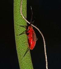 Heteroptera nymph runs into vine.USA, TX, Lee Co.: ElginCrips & Montgomery property 