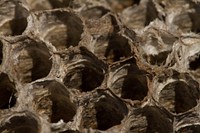 Psocopteran invaders on an old paper wasp nest.Lady Bird Johnson Wildflower CenterAustin, TX, USAMarch 27, 2016.