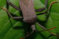 Leaf-footed bug (Coreidae, Acanthocephala terminalis)USA, TX, Travis Co.: AustinBarton Creek Greenbelt 
