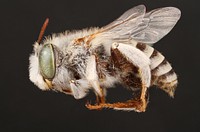 Male Digger Bee (Anthophora curta)Public domain image by Alexis RobertsProduced as part of the “Insects Unlocked” projectThe University of Texas at AustinMale digger bee (Anthophora curta)NM, Dona Ana Co.Las Crucescoll. A.W.Hook.