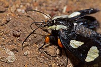 Eight-Spotted Forester (Noctuidae, Alypia octomaculata)USA, TX, Travis Co.: AustinBarton Creek Greenbelt 