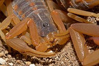 Striped Bark Scorpion (Buthidae, Centruroides vittatus)USA, TX. Bandera Co.: BanderaHill Country State Natural Area 