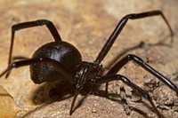 Black Widow with egg sac (Theridiidae, Latrodectus spp.)USA, TX, Bandera Co.: BanderaHill Country State Natural Area 