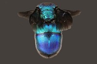 Dorsal view of cuckoo wasp (Chrysididae) USA, TX, Travis Co.: AustinHornsby Bend 