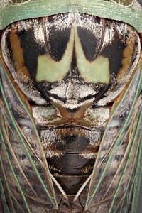 Dorsum of annual cicada (Cicadidae, Neotibicen sp.)USA, TX, Travis Co.: AustinNear Austin Memorial Park Cemetary 