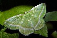 Emerald (Geometridae, Geometrinae, Dichorda sp.)USA, TX, Gonzales Co.:Palmetto State Park 