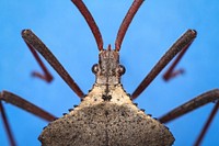 Leaf-footed bug (Acanthocephala declivis)East Columbia, Texas, USAA public domain image by Brett Morgan, part of the University of Texas at Austin's "Insects Unlocked" project.