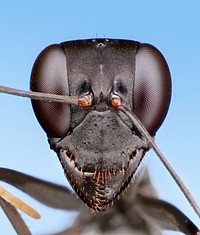 Gigantiops destructor, workerPeru, Tambopata: Puerto MaldonadoA.L.Wild ALW5709 