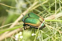 Green June beetle (Scarabaeidae, Cotinis nitida)USA, TX, Jeff Davis Co.: Fort DavisDavis Mountains State Park 