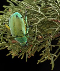 Wood's Jewel Scarab (Scarabaeidae, Chrysina woodi)USA, TX, Jeff Davis Co.: Fort Davis 