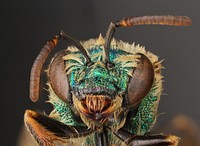 Sweat bee (Halictidae)USA, TX, Travis Co.: AustinCommons Ford Ranch 