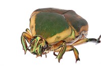 Green June Beetle (Scarabaeidae, Cotinis nitida)USA, VA, RadfordRest stop 