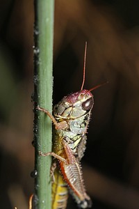 Short-horned grasshopper (Acrididae)USA, TX, Jeff Davis Co.: Fort DavisDavis Mountains State Park 
