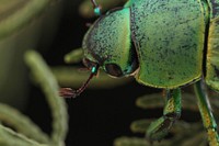 Wood's Jewel Scarab (Scarabaeidae, Chrysina woodi)USA, TX, Jeff Davis Co.: Fort Davis 