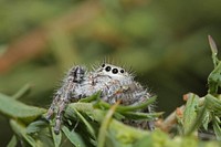 Jumping spider, female (Salticidae, Phidippus sp.)USA, TX, Jeff Davis Co.: Fort DavisDavis Mountains State Park 