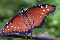 Queen Butterfly (Nymphalidae, Danaus gilippus)USA, TX, Travis Co.: AustinBrackenridge Field Laboratory 