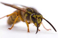 Southern Yellowjacket (Vespidae, Vespula squamosa)USA, TX, Travis Co.: AustinCrossing Place 