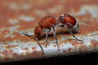 Velvet Ant (Mutillidae)USA, TX, Travis Co.: AustinBrackenridge Field Laboratory 